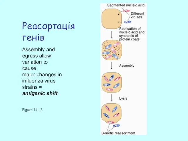 Реасортація генів Figure 14.18 Assembly and egress allow variation to cause