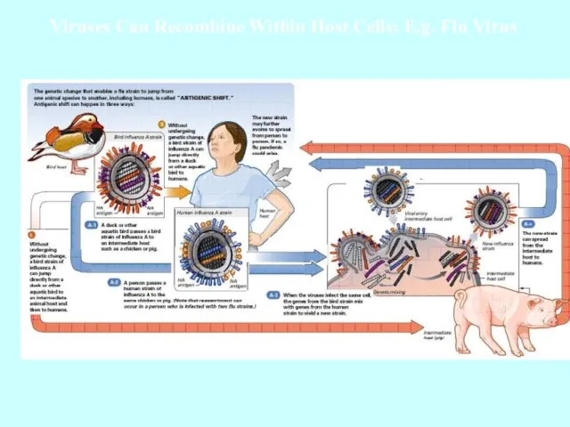 Viruses Can Recombine Within Host Cells: E.g. Flu Virus