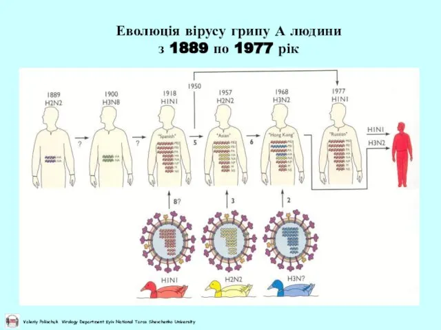 Еволюція вірусу грипу А людини з 1889 по 1977 рік