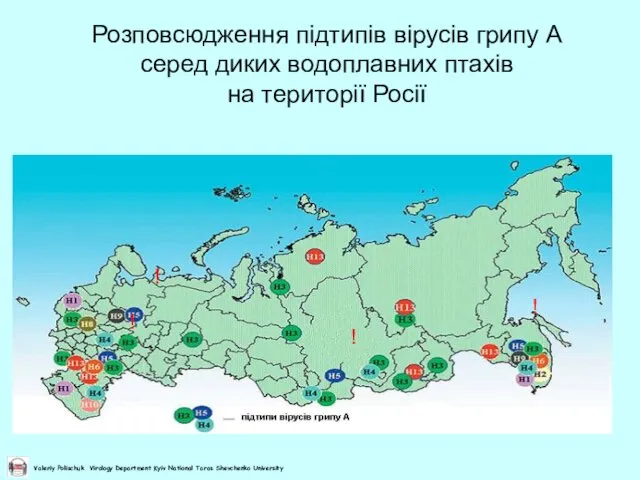 Розповсюдження підтипів вірусів грипу А серед диких водоплавних птахів на території Росії ! ! ! !