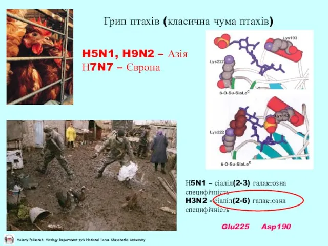 Грип птахів (класична чума птахів) H5N1, H9N2 – Азія Н7N7 –