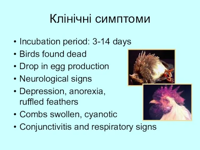 Клінічні симптоми Incubation period: 3-14 days Birds found dead Drop in