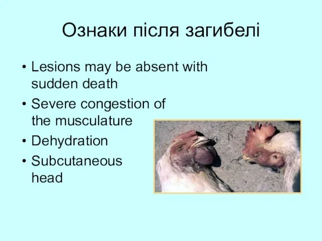 Ознаки після загибелі Lesions may be absent with sudden death Severe