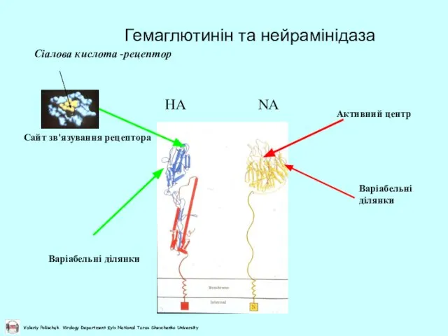 Гемаглютинін та нейрамінідаза Сайт зв'язування рецептора Активний центр Варіабельні ділянки Варіабельні