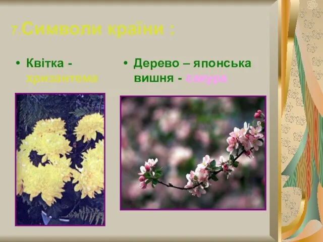 7.Символи країни : Квітка - хризантема Дерево – японська вишня - сакура