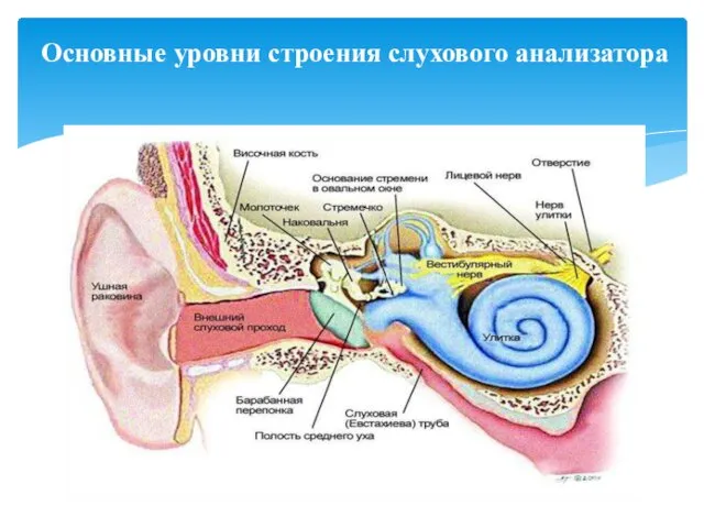 Основные уровни строения слухового анализатора