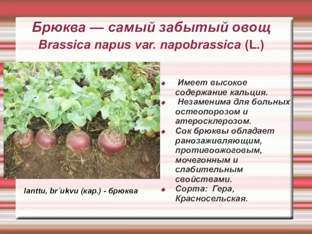 Брюква — самый забытый овощ Brassica napus var. napobrassica (L.) Имеет