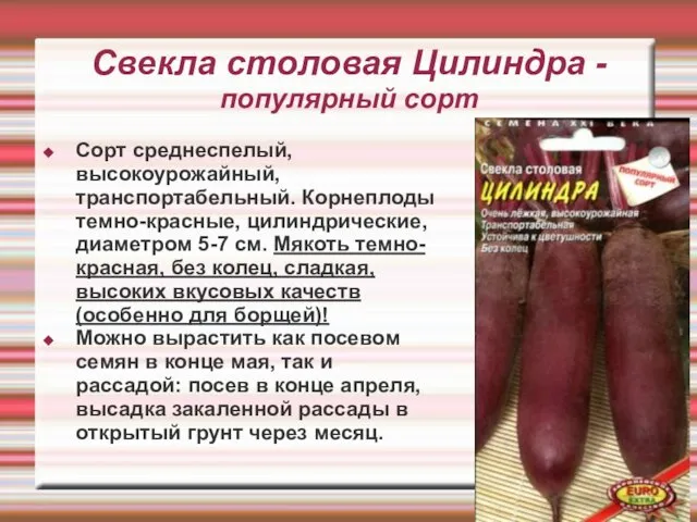 Свекла столовая Цилиндра - популярный сорт Сорт среднеспелый, высокоурожайный, транспортабельный. Корнеплоды