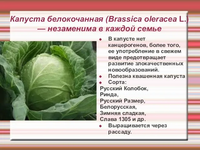 Капуста белокочанная (Brassica oleracea L.) — незаменима в каждой семье В