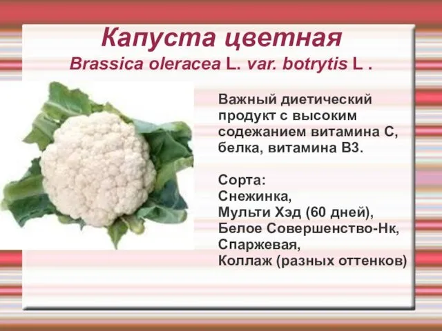 Капуста цветная Brassica oleracea L. var. botrytis L . Важный диетический