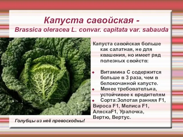 Капуста савойская - Brassica oleracea L. convar. capitata var. sabauda Капуста