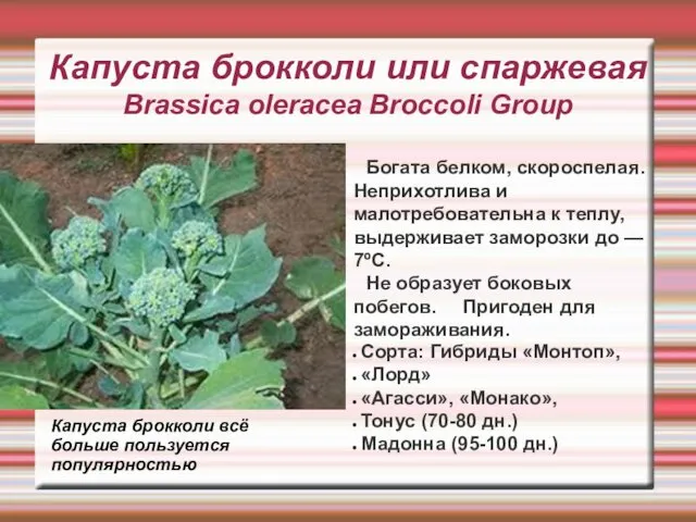 Капуста брокколи или спаржевая Brassica oleracea Broccoli Group Богата белком, скороспелая.