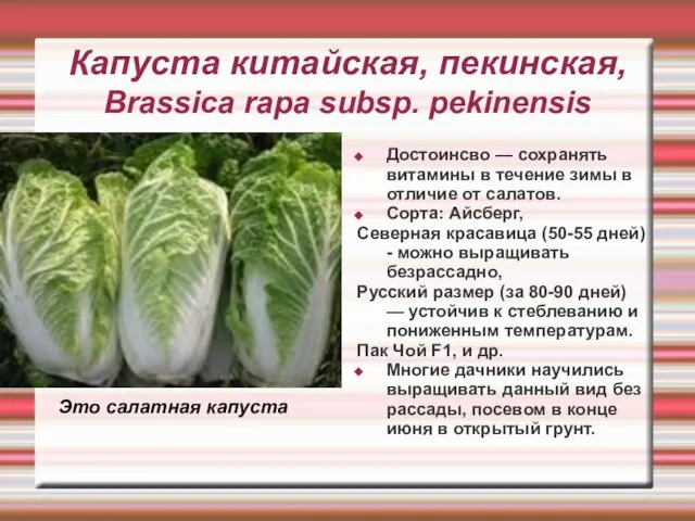 Капуста китайская, пекинская, Brassica rapa subsp. pekinensis Достоинсво — сохранять витамины