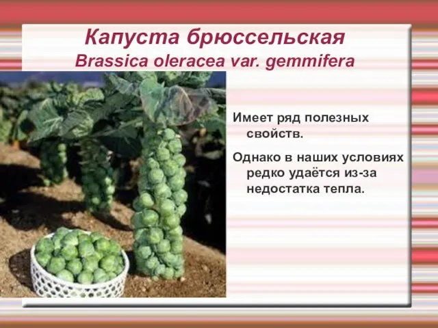 Капуста брюссельская Brassica oleracea var. gemmifera Имеет ряд полезных свойств. Однако