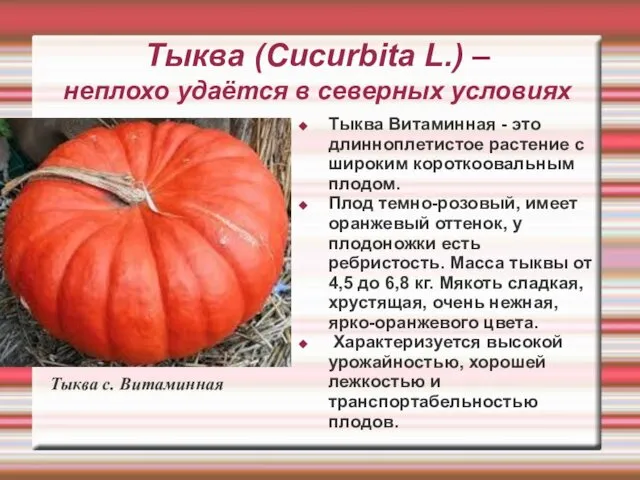 Тыква (Cucurbita L.) – неплохо удаётся в северных условиях Тыква Витаминная