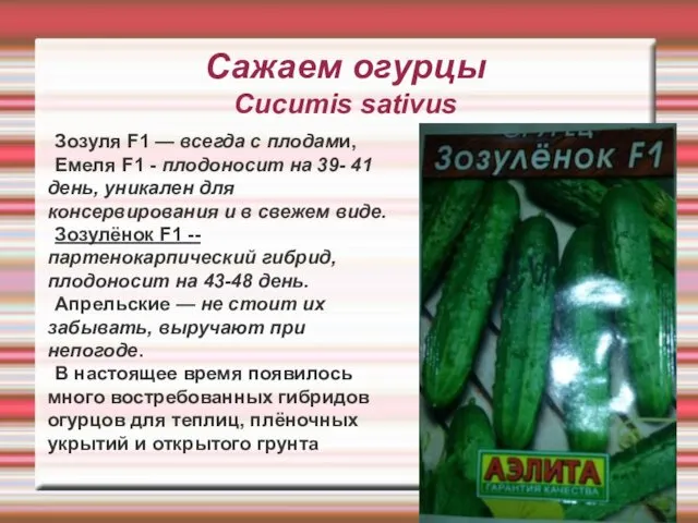 Сажаем огурцы Cucumis sativus Зозуля F1 — всегда с плодами, Емеля