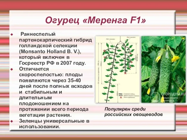 Огурец «Меренга F1» Раннеспелый партенокарпический гибрид голландской селекции (Monsanto Holland B.