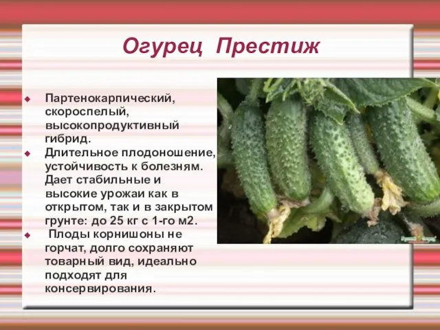 Огурец Престиж Партенокарпический, скороспелый, высокопродуктивный гибрид. Длительное плодоношение, устойчивость к болезням.