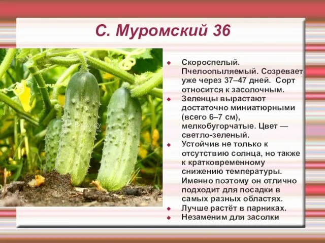 С. Муромский 36 Скороспелый. Пчелоопыляемый. Созревает уже через 37–47 дней. Сорт