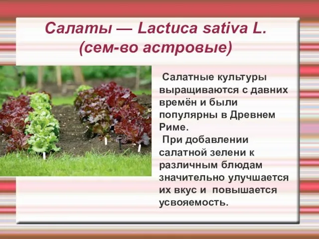 Салаты — Lactuca sativa L. (сем-во астровые) Салатные культуры выращиваются с