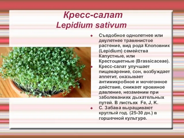 Кресс-салат Lepidium sativum Съедобное однолетнее или двулетнее травянистое растение, вид рода