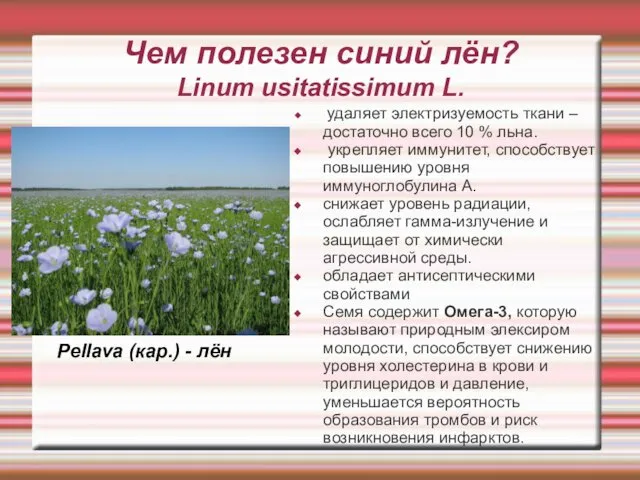 Чем полезен синий лён? Linum usitatissimum L. удаляет электризуемость ткани –