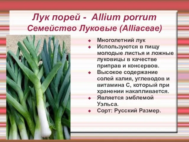 Лук порей - Allium porrum Семейство Луковые (Alliaceae) Многолетний лук Используются