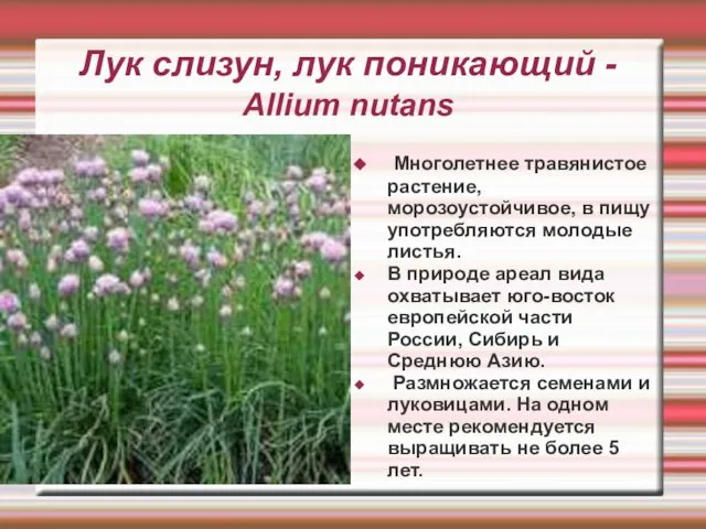 Лук слизун, лук поникающий - Allium nutans Многолетнее травянистое растение, морозоустойчивое,