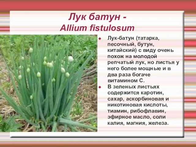 Лук батун - Allium fistulosum Лук-батун (татарка, песочный, бутун, китайский) с