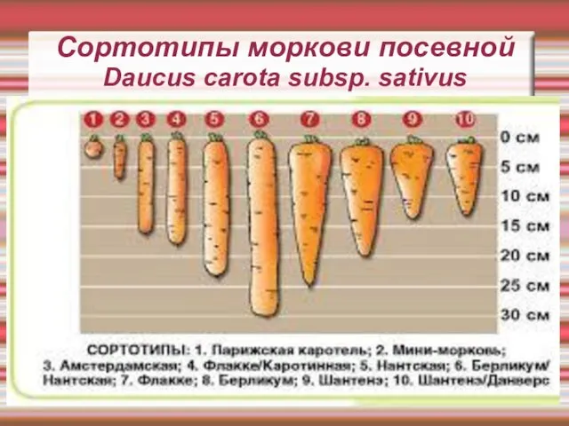 Сортотипы моркови посевной Daucus carota subsp. sativus