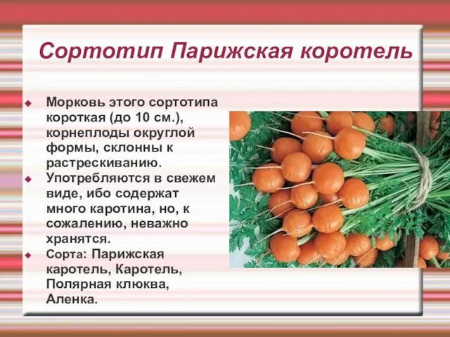 Сортотип Парижская коротель Морковь этого сортотипа короткая (до 10 см.), корнеплоды