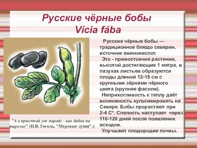 Русские чёрные бобы Vícia fába Русские чёрные бобы — традиционное блюдо