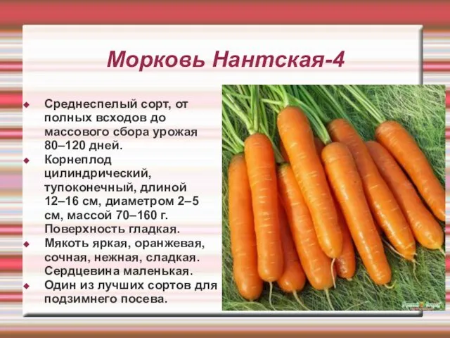 Морковь Нантская-4 Среднеспелый сорт, от полных всходов до массового сбора урожая