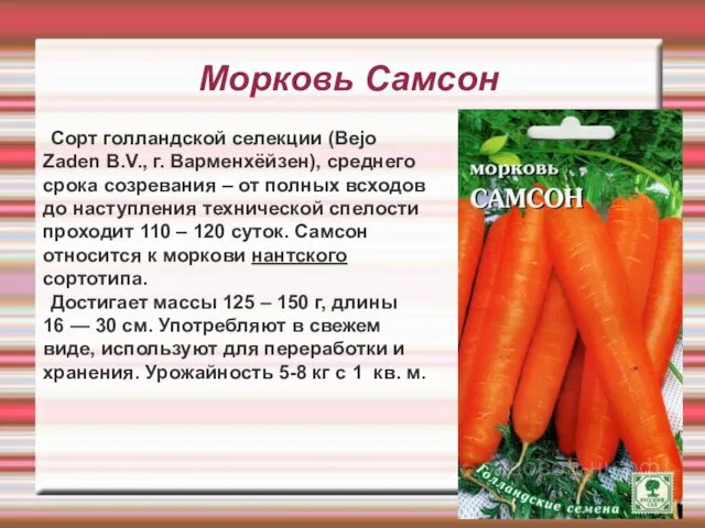 Морковь Самсон Сорт голландской селекции (Bejo Zaden В.V., г. Варменхёйзен), среднего