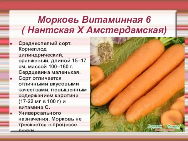 Морковь Витаминная 6 ( Нантская Х Амстердамская) Среднеспелый сорт. Корнеплод цилиндрический,