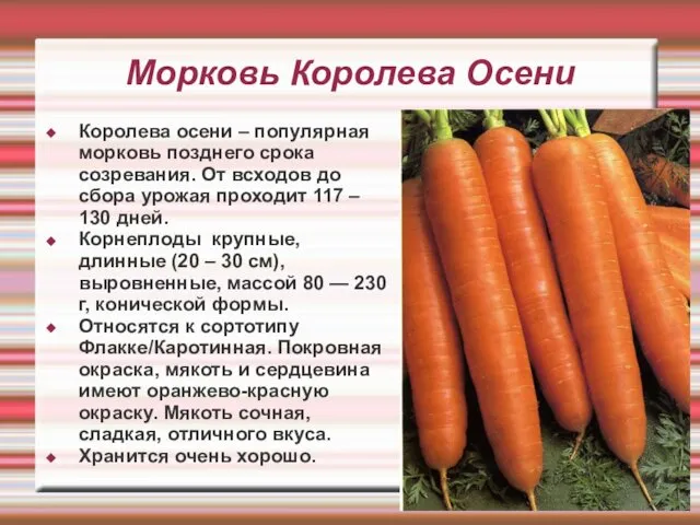 Морковь Королева Осени Королева осени – популярная морковь позднего срока созревания.