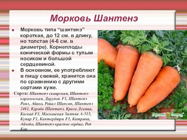 Морковь Шантенэ Морковь типа “шантенэ” короткая, до 12 см. в длину,