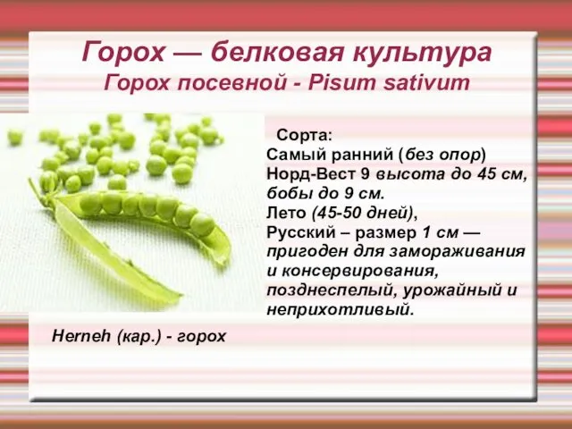 Горох — белковая культура Горох посевной - Pisum sativum Сорта: Самый