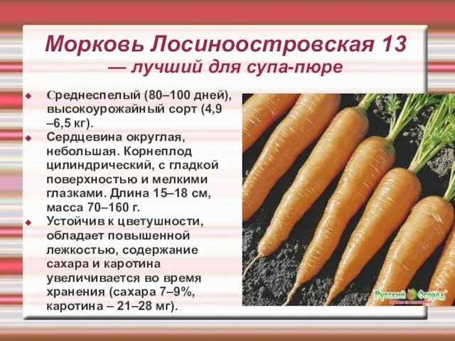 Морковь Лосиноостровская 13 — лучший для супа-пюре Среднеспелый (80–100 дней), высокоурожайный