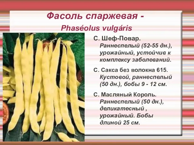 Фасоль спаржевая - Phaséolus vulgáris С. Шеф-Повар. Раннеспелый (52-55 дн.), урожайный,