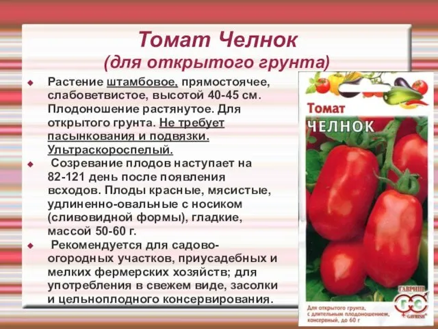 Томат Челнок (для открытого грунта) Растение штамбовое, прямостоячее, слабоветвистое, высотой 40-45