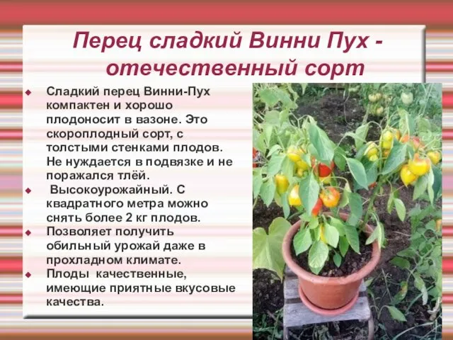 Перец сладкий Винни Пух - отечественный сорт Сладкий перец Винни-Пух компактен