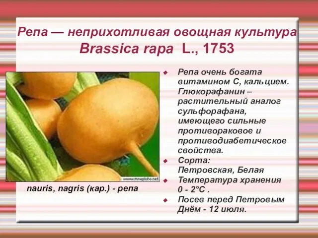 Репа — неприхотливая овощная культура Brassica rapa L., 1753 Репа очень