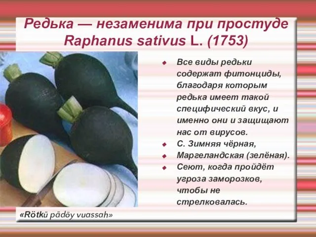 Редька — незаменима при простуде Raphanus sativus L. (1753) Все виды