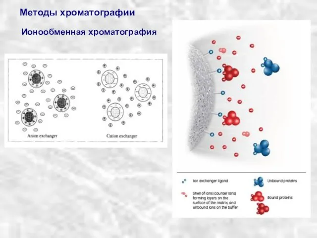 Методы хроматографии Ионообменная хроматография