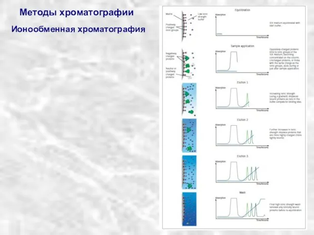 Методы хроматографии Ионообменная хроматография