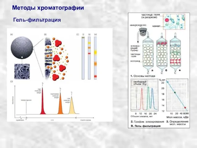 Методы хроматографии Методы хроматографии Методы хроматографии Гель-фильтрация