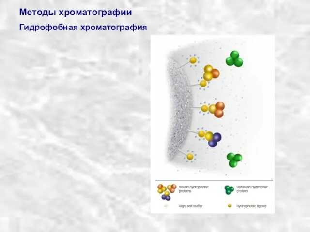 Методы хроматографии Гидрофобная хроматография