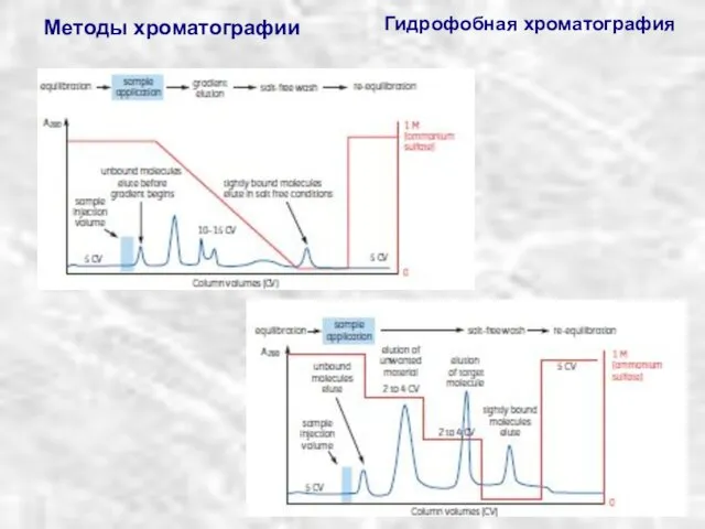 Методы хроматографии Гидрофобная хроматография