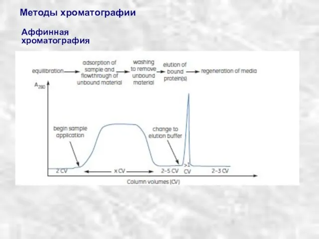 Методы хроматографии Аффинная хроматография